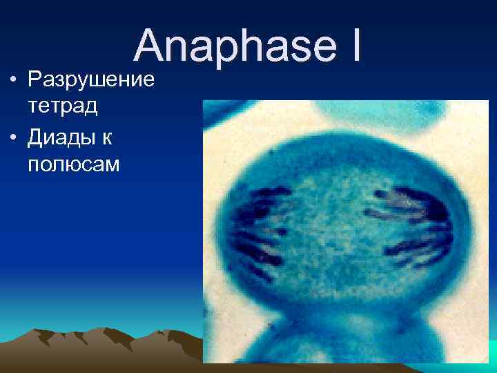 Anaphase I • Разрушение тетрад • Диады к полюсам 