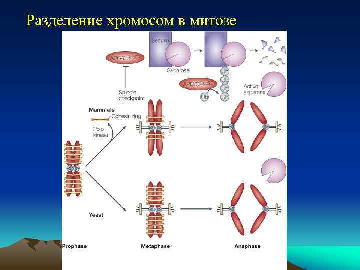 Разделение хромосом в митозе 