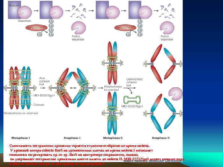 Слипчивость сестринских хроматид теряется ступенчато-образно во время мейоза. У дрожжей потеря cohesin Rec 8