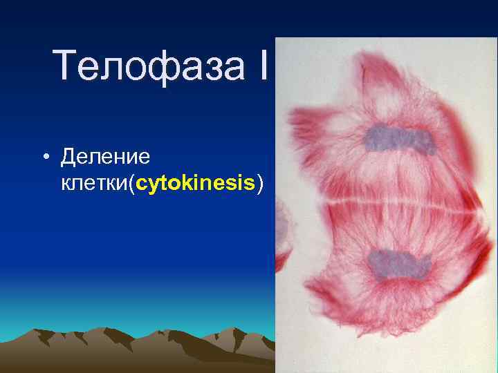 Teлофаза I • Деление клетки(cytokinesis) 