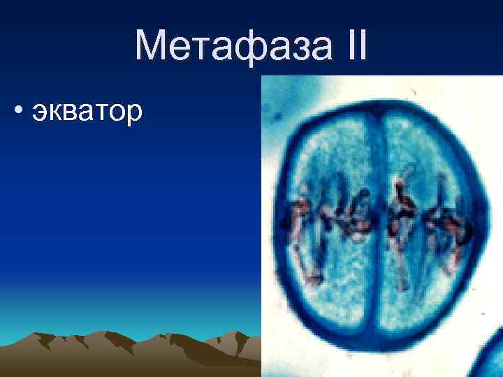 Метафаза II • экватор 