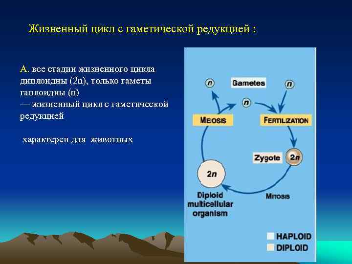 Цикл n. Жизненный цикл с гаметической редукцией. Диплобионтный жизненный цикл. Жизненный цикл с зиготической редукцией. Гаплобионтный жизненный цикл с зиготической редукцией.