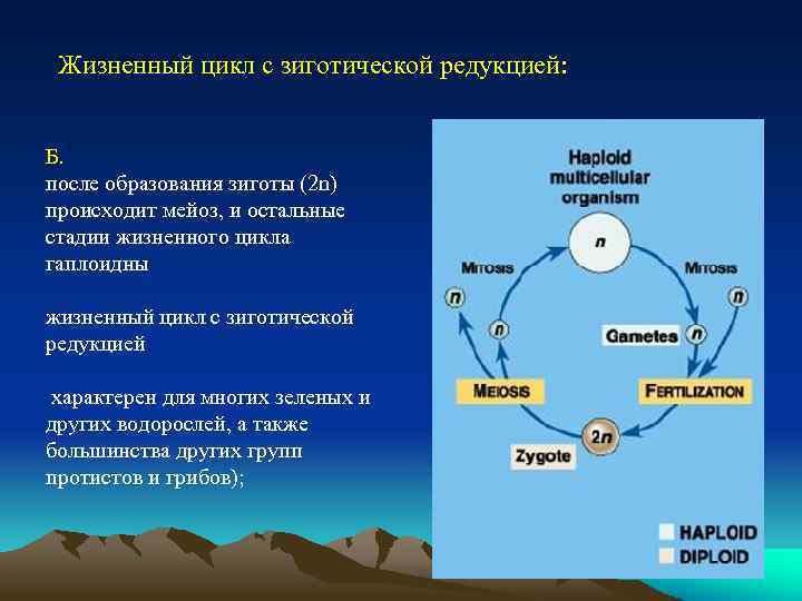 Жизненный цикл с зиготической редукцией: Б. после образования зиготы (2 n) происходит мейоз, и