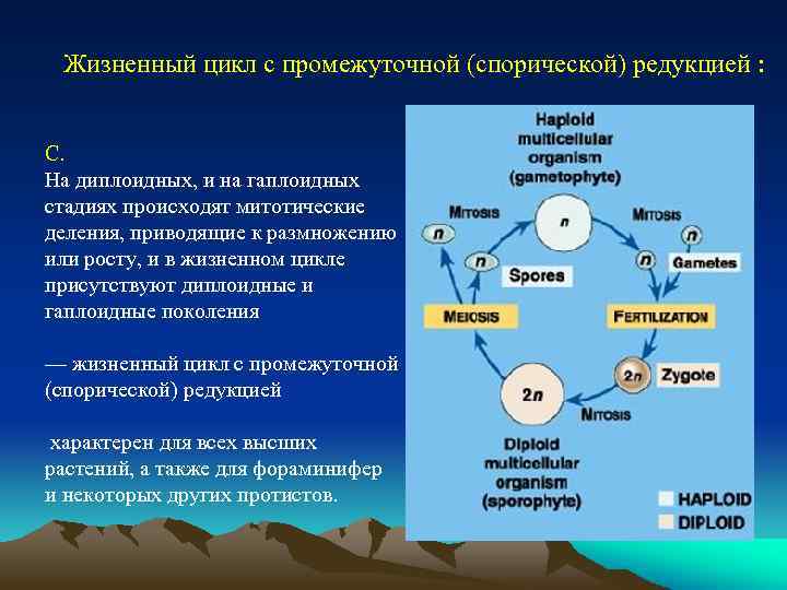 Преобладание гаплоидного поколения