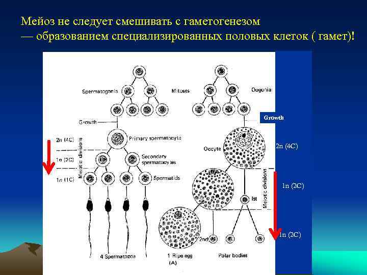 Группы половых клеток. Образование половых клеток гаметогенез схема. Набор генетического материала и Тип половых клеток. Образование половых клеток гаметогенез таблица. Мейоз формирование половых клеток гамет.