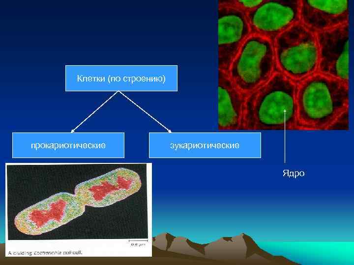 Клетки (по строению) прокариотические эукариотические Ядро 