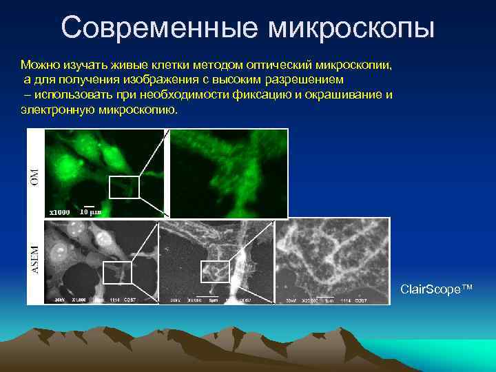 Современные микроскопы Можно изучать живые клетки методом оптический микроскопии, а для получения изображения с