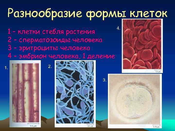 Разнообразие формы клеток 1 – клетки стебля растения 2 – сперматозоиды человека 3 –