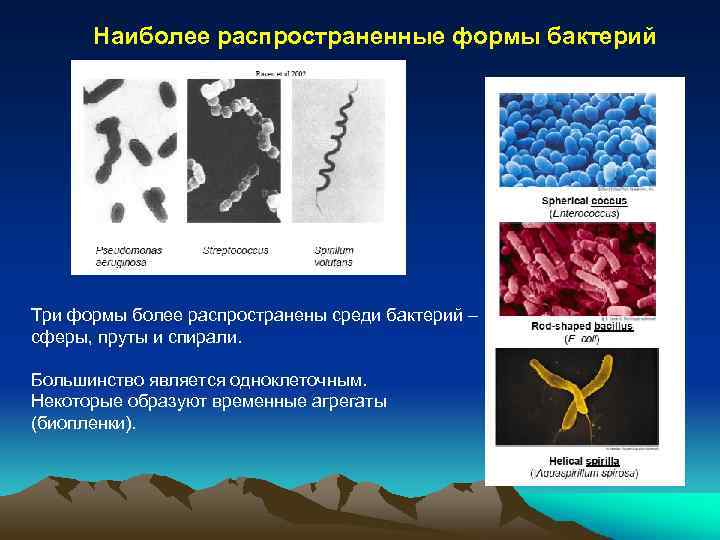 Наиболее распространенные формы бактерий Три формы более распространены среди бактерий – сферы, пруты и