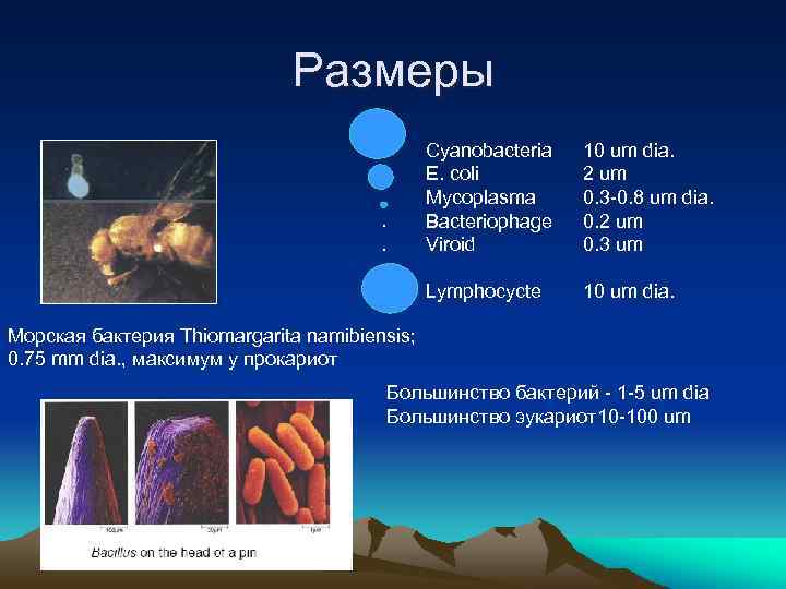 Размеры 10 um dia. 2 um 0. 3 -0. 8 um dia. 0. 2