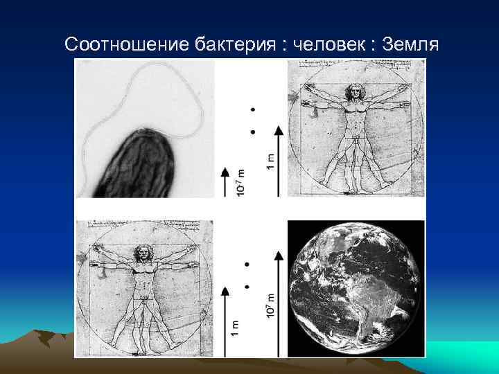  Соотношение бактерия : человек : Земля 