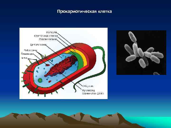 Прокариотическая клетка 