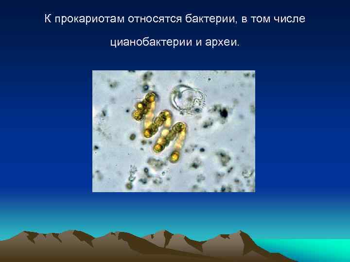 К прокариотам относятся бактерии, в том числе цианобактерии и археи. 