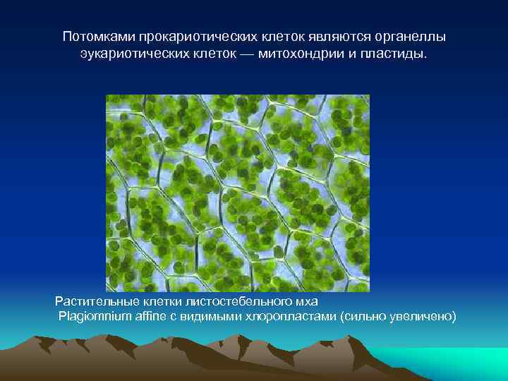 Потомками прокариотических клеток являются органеллы эукариотических клеток — митохондрии и пластиды. Растительные клетки листостебельного