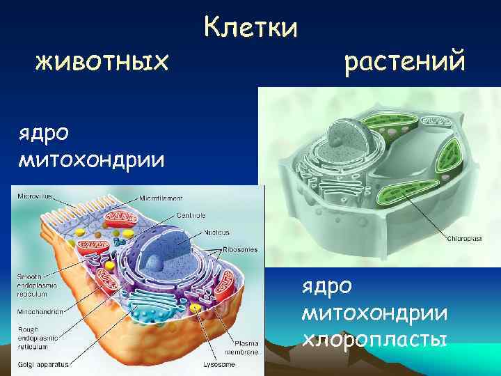 животных Клетки растений ядро митохондрии хлоропласты 