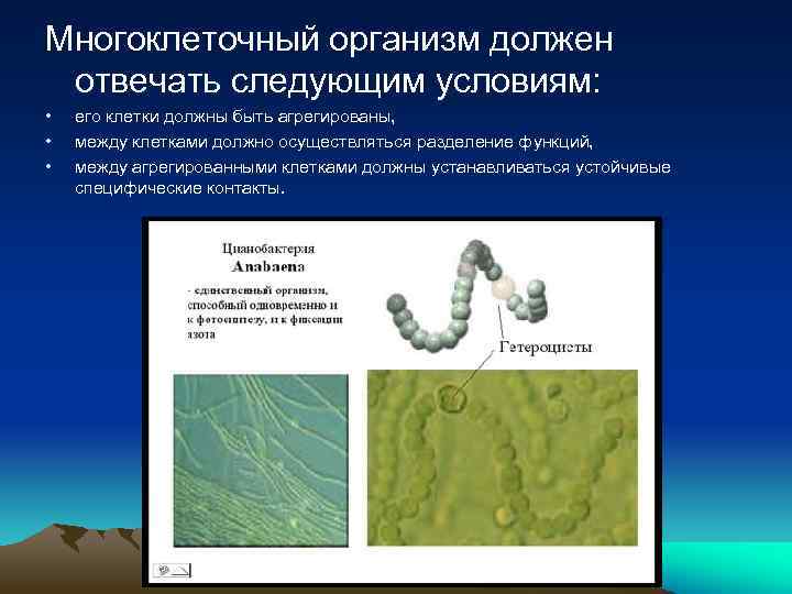 Многоклеточный организм должен отвечать следующим условиям: • • • его клетки должны быть агрегированы,