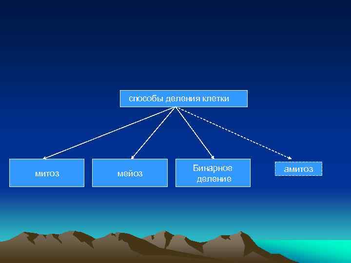 способы деления клетки митоз мейоз Бинарное деление амитоз 
