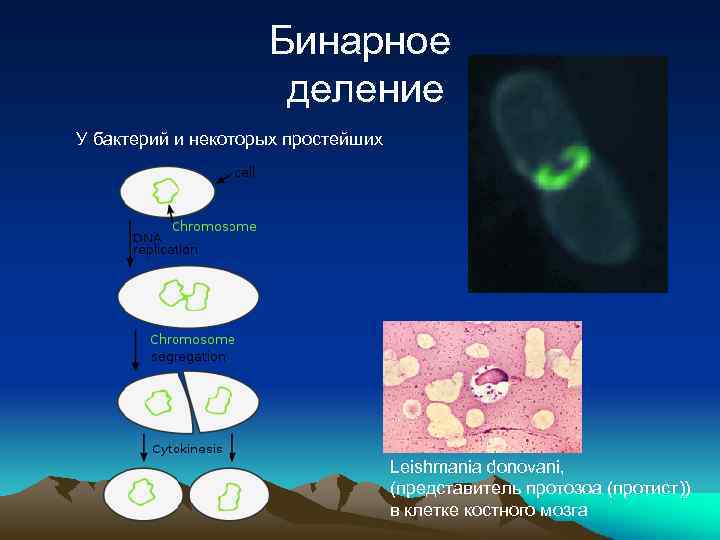 Бинарное деление У бактерий и некоторых простейших Leishmania donovani, (представитель протозоа (протист)) в клетке