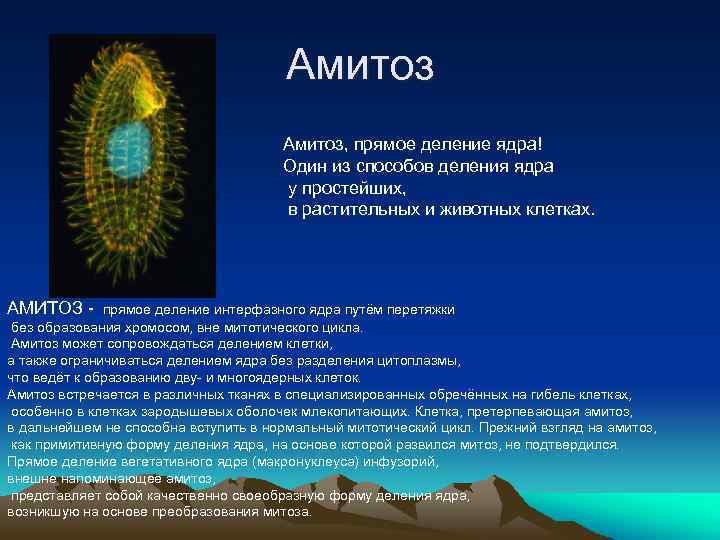 Амитоз, прямое деление ядра! Один из способов деления ядра у простейших, в растительных и