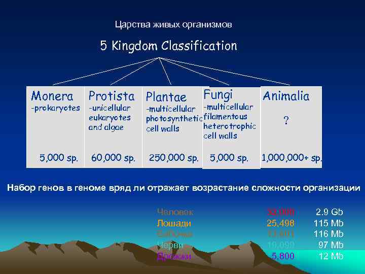 Царства живых организмов 5 Kingdom Classification Monera -prokaryotes 5, 000 sp. Protista Plantae -unicellular