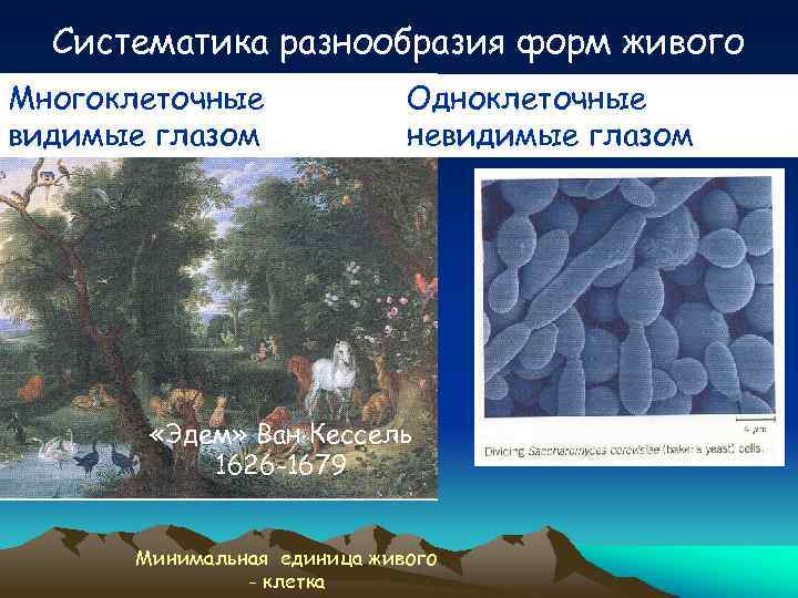 Систематика разнообразия форм живого Многоклеточные видимые глазом Одноклеточные невидимые глазом «Эдем» Ван Кессель 1626