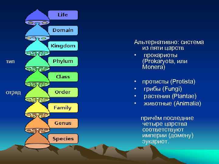 тип отряд Альтернативно: система из пяти царств • прокариоты (Prokaryota, или Monera) • •