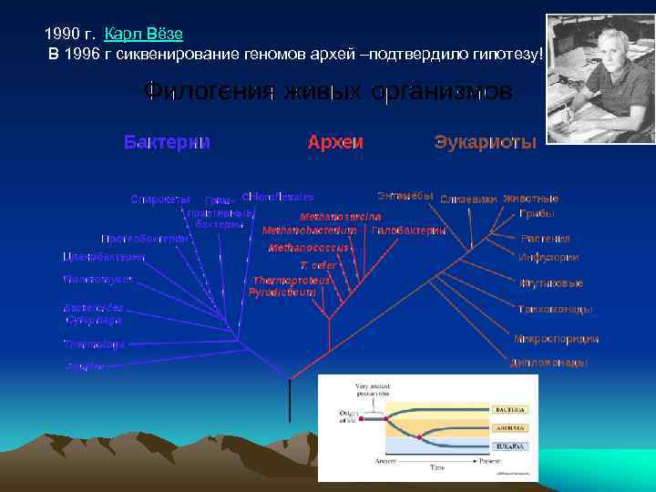 1990 г. Карл Вёзе В 1996 г сиквенирование геномов архей –подтвердило гипотезу! 