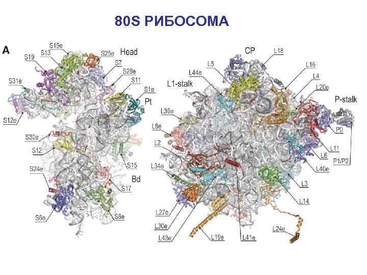 80 S РИБОСОМА 