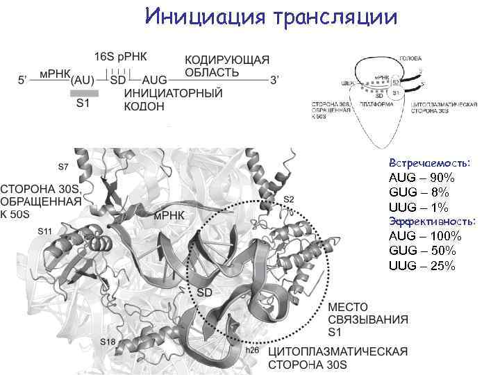 Инициация трансляции Встречаемость: AUG – 90% GUG – 8% UUG – 1% Эффективность: AUG