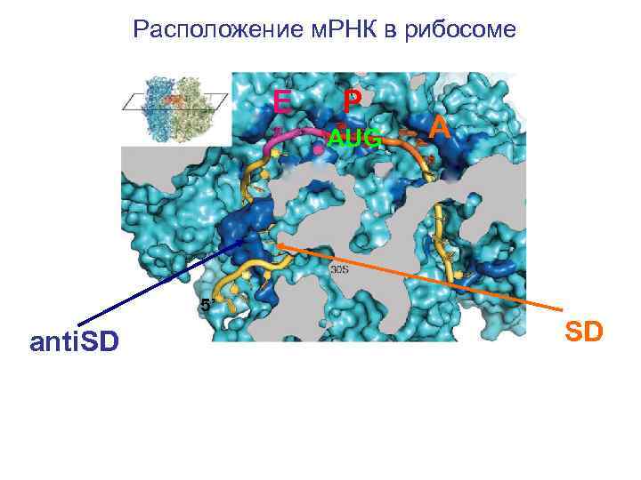 Расположение м. РНК в рибосоме E P AUG A 5’ anti. SD SD 