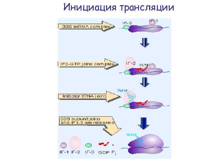 Инициация трансляции 