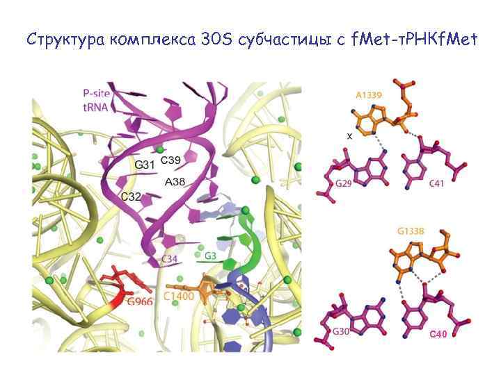 Структура комплекса 30 S субчастицы с f. Met-т. РНКf. Met C 40 