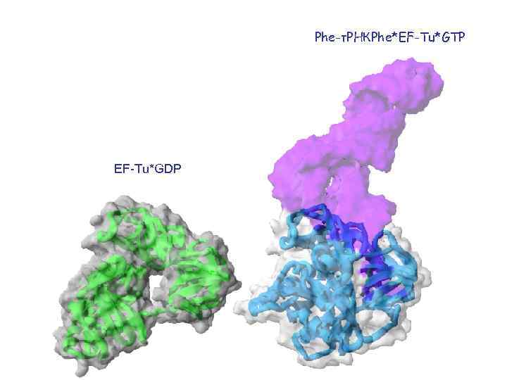 Phe-т. РНКPhe*EF-Tu*GTP EF-Tu*GDP 