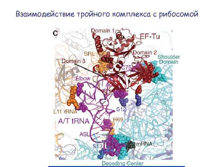 Взаимодействие тройного комплекса с рибосомой 