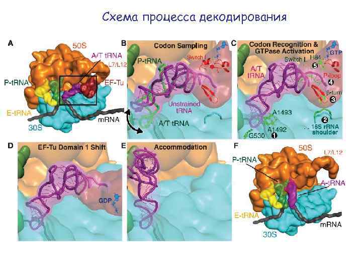 Схема процесса декодирования 