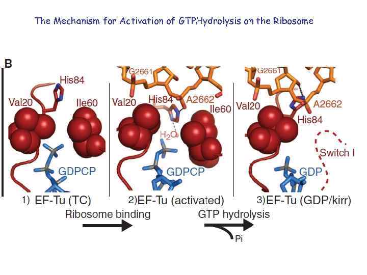 The Mechanism for Activation of GTPHydrolysis on the Ribosome 