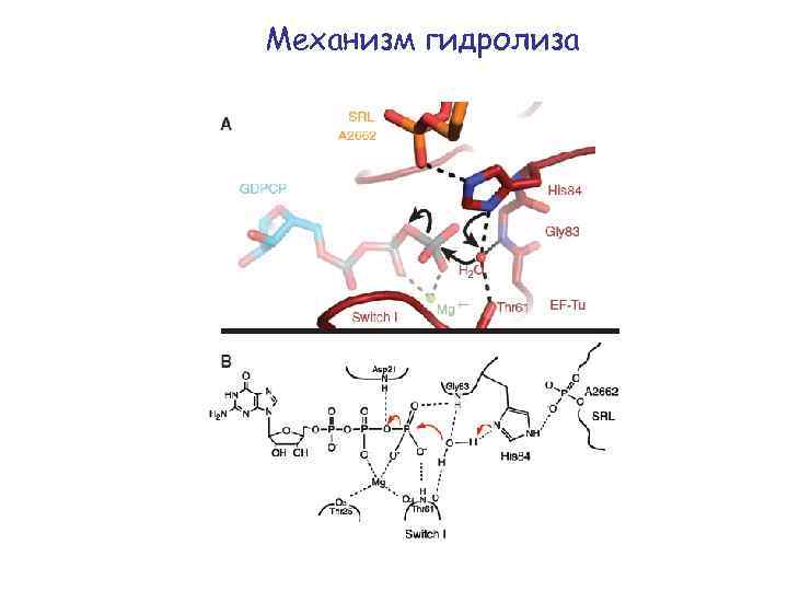 Механизм гидролиза 