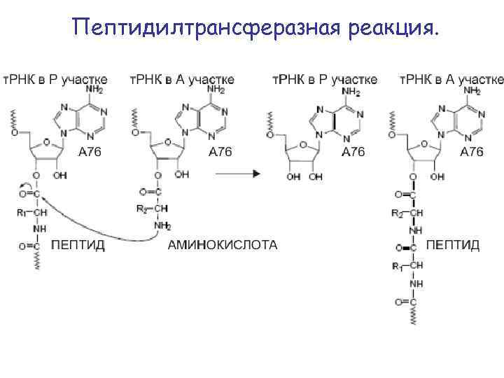 Пептидилтрансферазная реакция. 