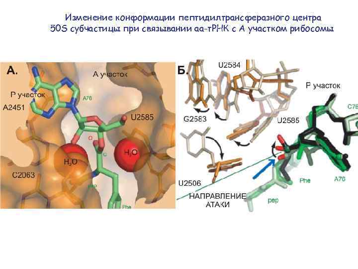 Изменение конформации пептидилтрансферазного центра 50 S субчастицы при связывании аа-т. РНК с А участком