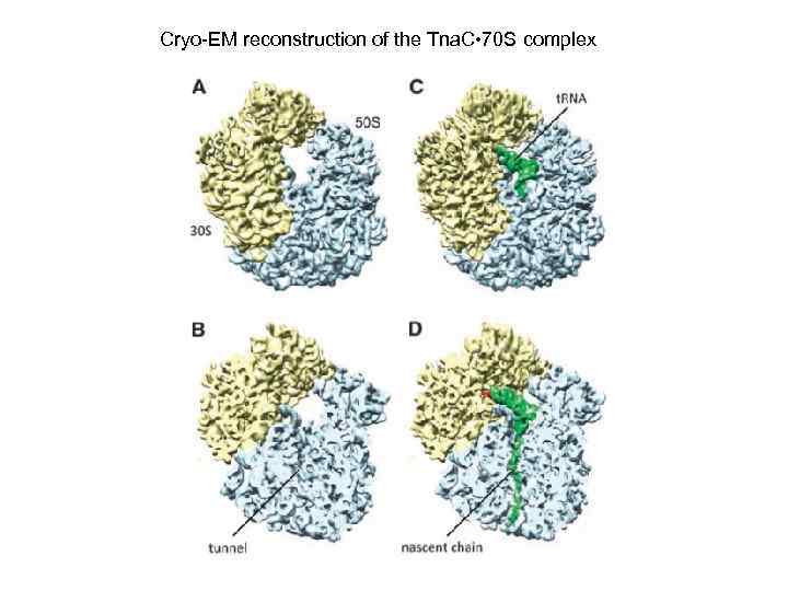 Cryo-EM reconstruction of the Tna. C • 70 S complex 