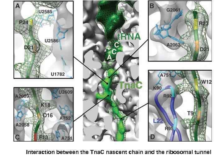 Interaction between the Tna. C nascent chain and the ribosomal tunnel 