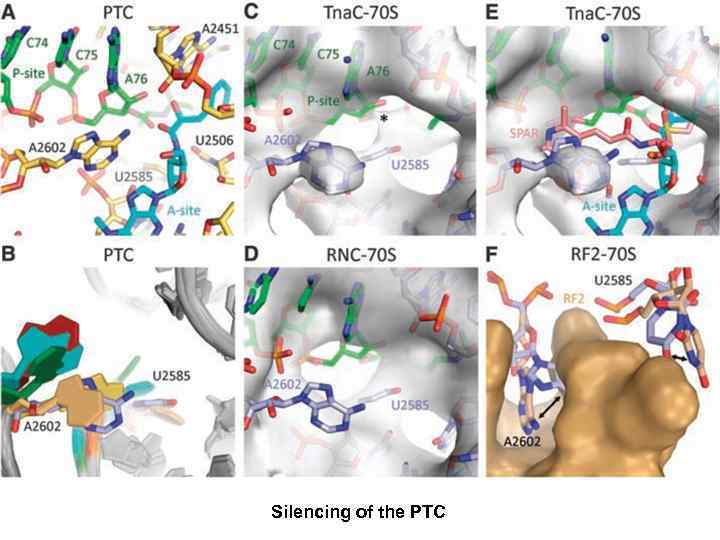 Silencing of the PTC 