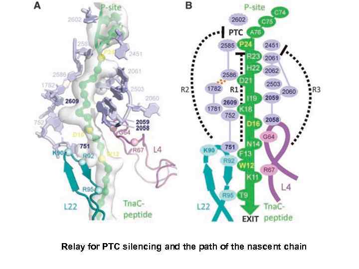 Relay for PTC silencing and the path of the nascent chain 