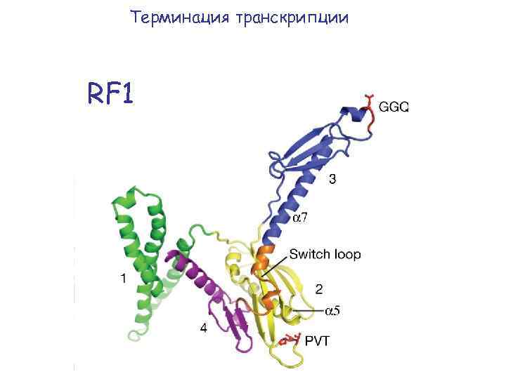 Терминация транскрипции RF 1 