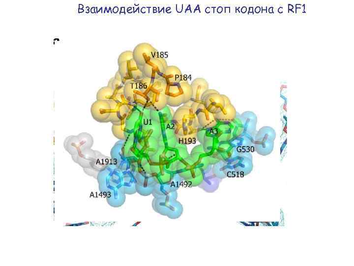 Взаимодействие UAA стоп кодона с RF 1 