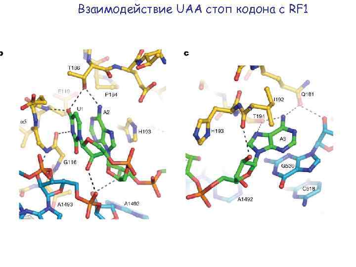 Взаимодействие UAA стоп кодона с RF 1 