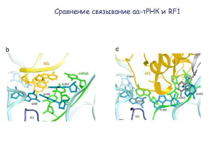 Сравнение связывание аа-т. РНК и RF 1 