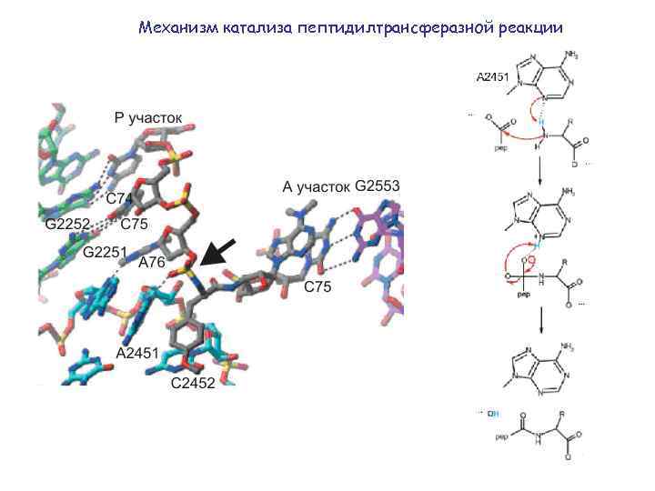 Механизм катализа пептидилтрансферазной реакции 