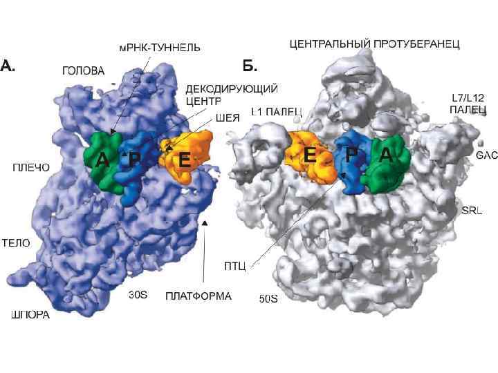 Рибосомы прокариот и эукариот таблица. Строение рибосом биохимия. Структура рибосомы. Структура рибосом прокариот. Строение и функции рибосом биохимия.