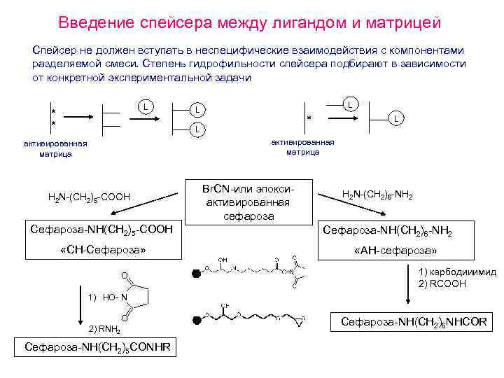 Введение спейсера между лигандом и матрицей Спейсер не должен вступать в неспецифические взаимодействия с